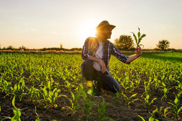 Farmer in corn field